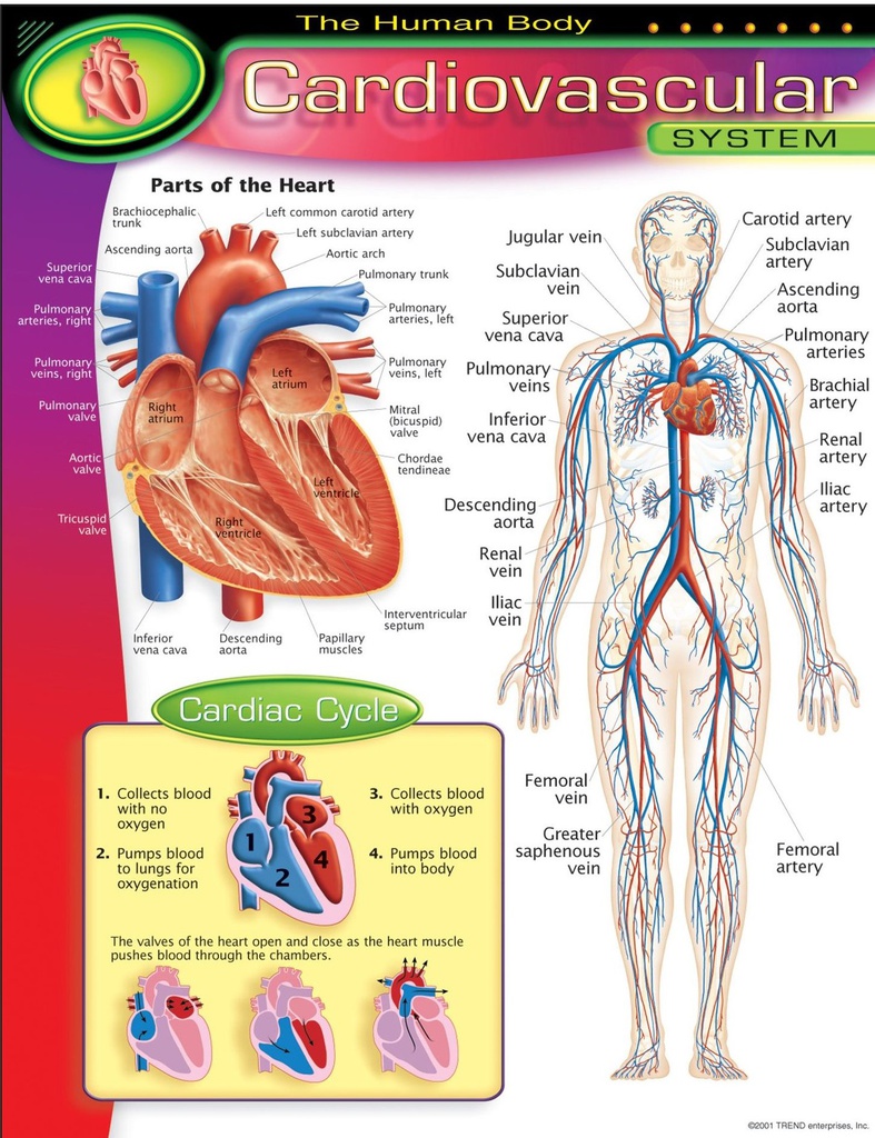 The Human Body–Cardiovascular System Chart 17''x22''(43cmx55cm)