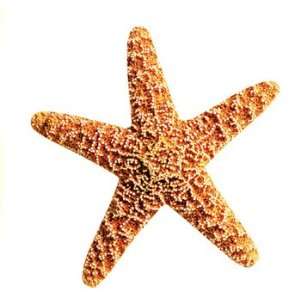 Mini Starfish Mini Accent 3''(7.5cm) (36 pcs)