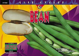 [CTP3060] LIFE CYCLES Bean