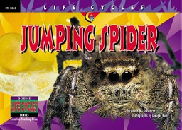 [CTP3065] LIFE CYCLES Jumping Spider