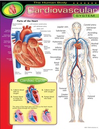 [T38090] The Human Body–Cardiovascular System Chart 17''x22''(43cmx55cm)