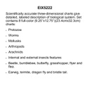 Zoology Charts-Invertebrates 3-D Ages:9+ (34cmx24cm)