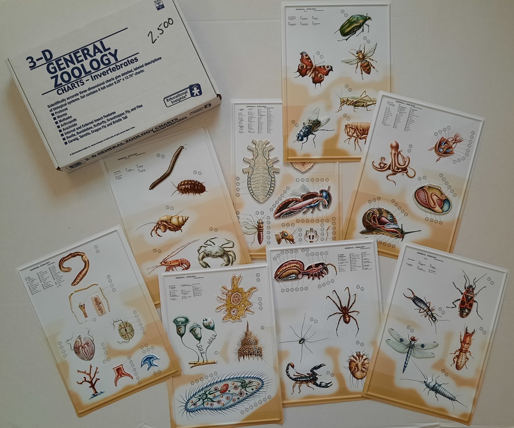 Zoology Charts-Invertebrates 3-D Ages:9+ Gr:4+