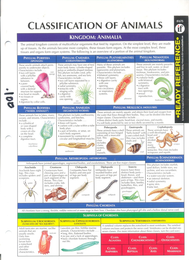 Classification of Animals - SINGLE (9''x12'')(22.8cmx30.4cm)