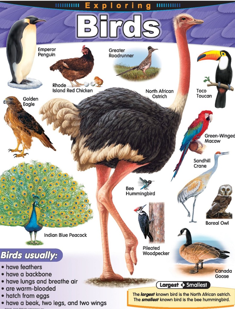 Exploring Birds Chart (55cmx 43cm)(22''x17'')