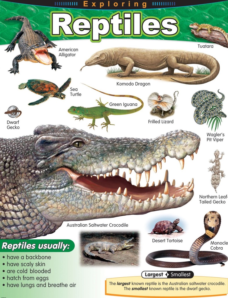 Exploring Reptiles Chart (55cmx 43cm)(22''x17'')