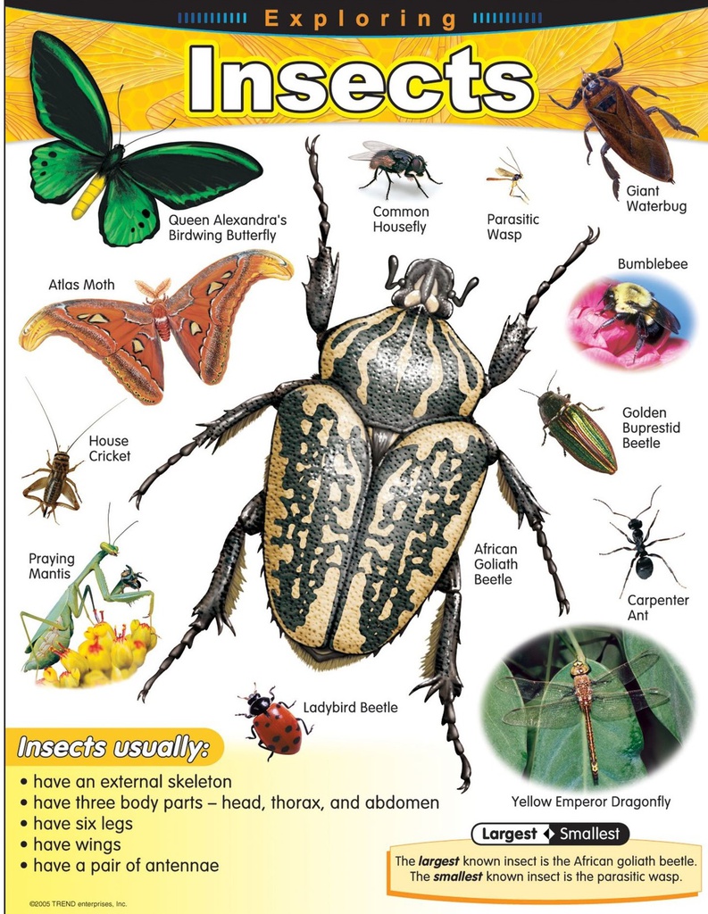 Exploring Insects Chart (55cmx 43cm)(22''x17'')